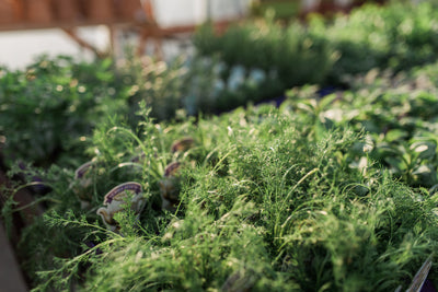 Veggies & Herbs