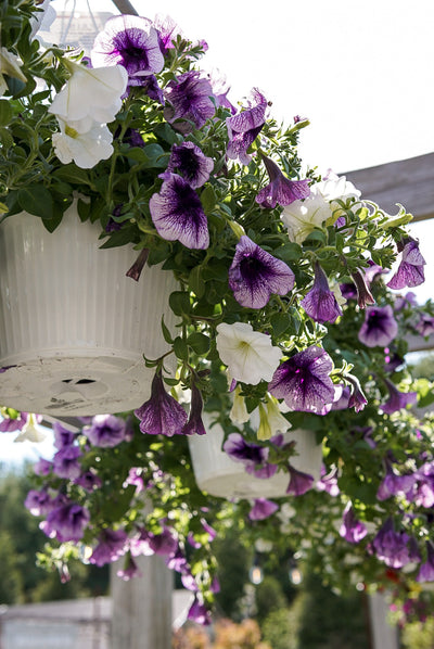 Hanging Baskets & Combos