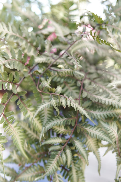 Shade Perennials