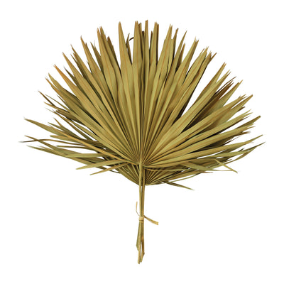 Dried Palm Leaf Bunch, Green