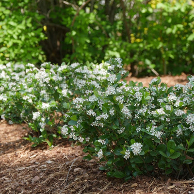 Aronia 'Low Scape Mound' (PW)