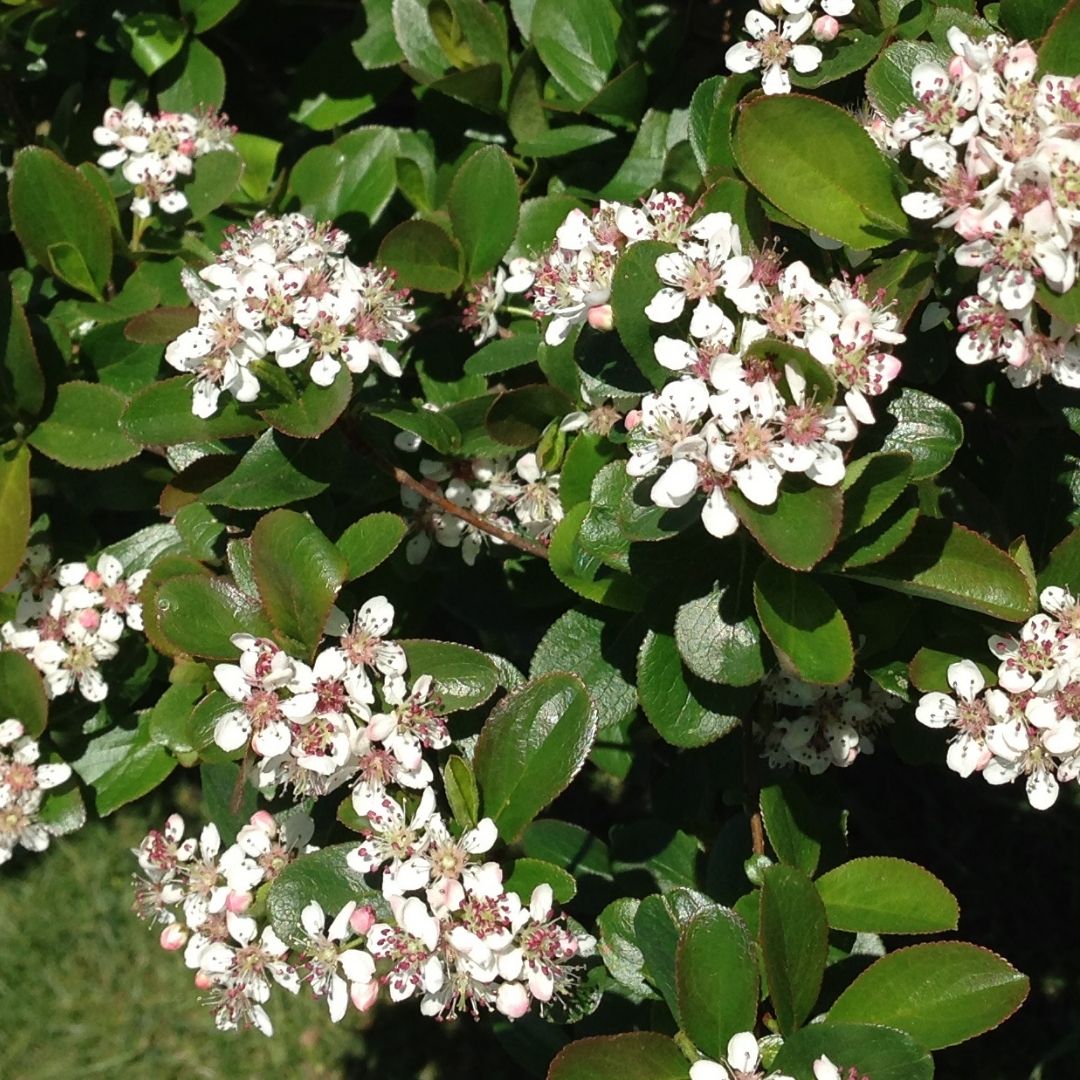 Aronia 'Low Scape Mound' (PW)