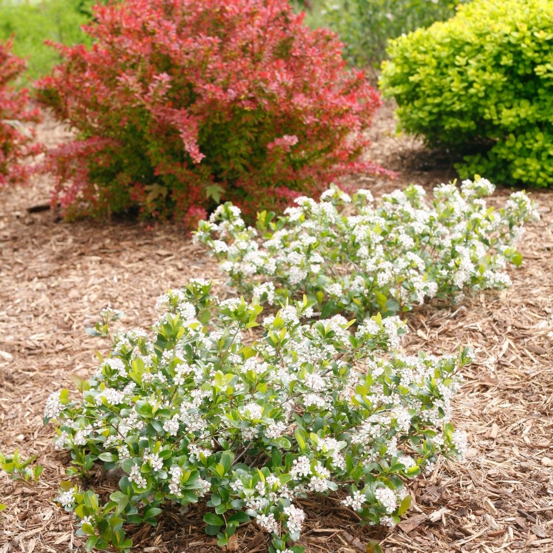 Aronia 'Low Scape Mound' (PW)