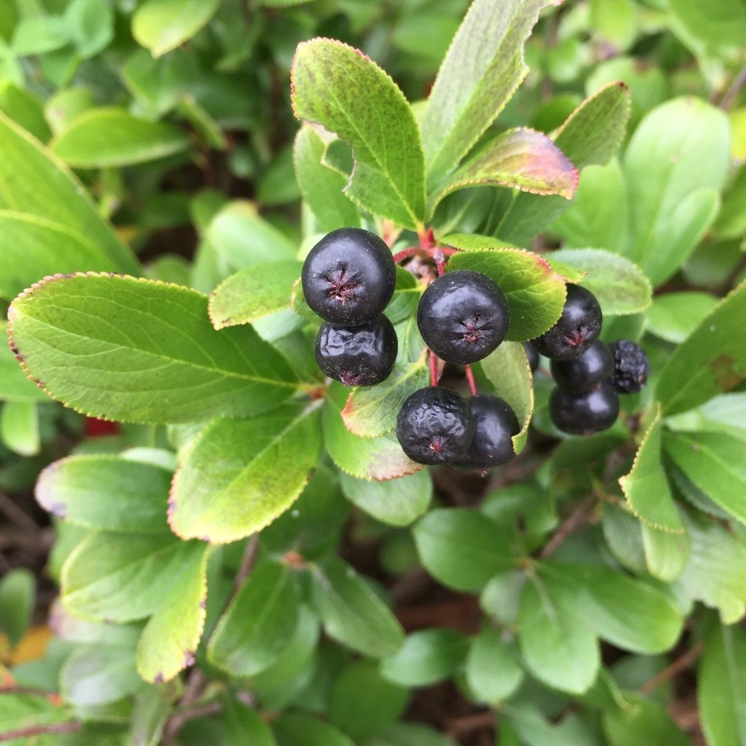 Aronia 'Low Scape Mound' (PW)