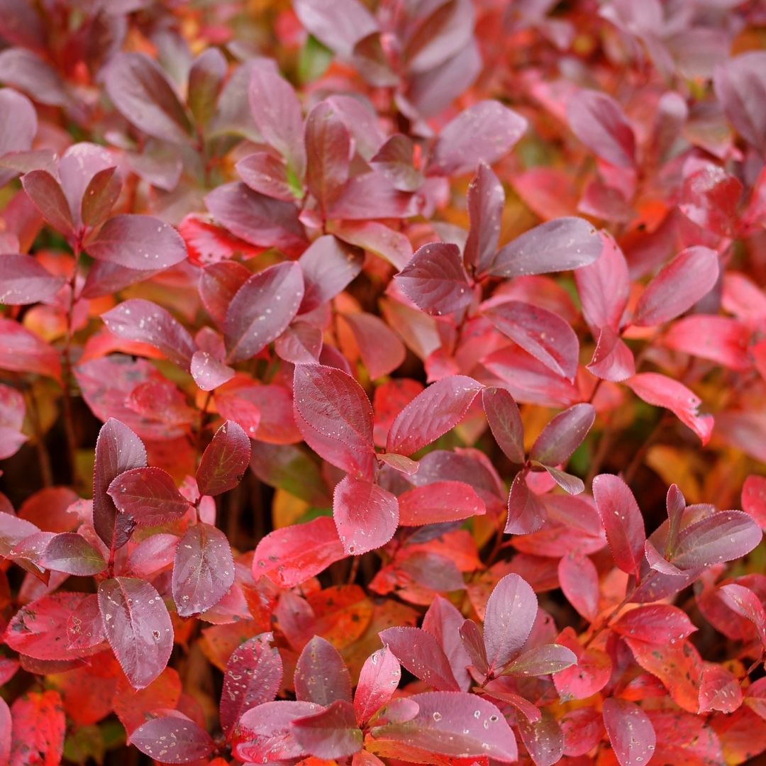 Aronia 'Low Scape Mound' (PW)