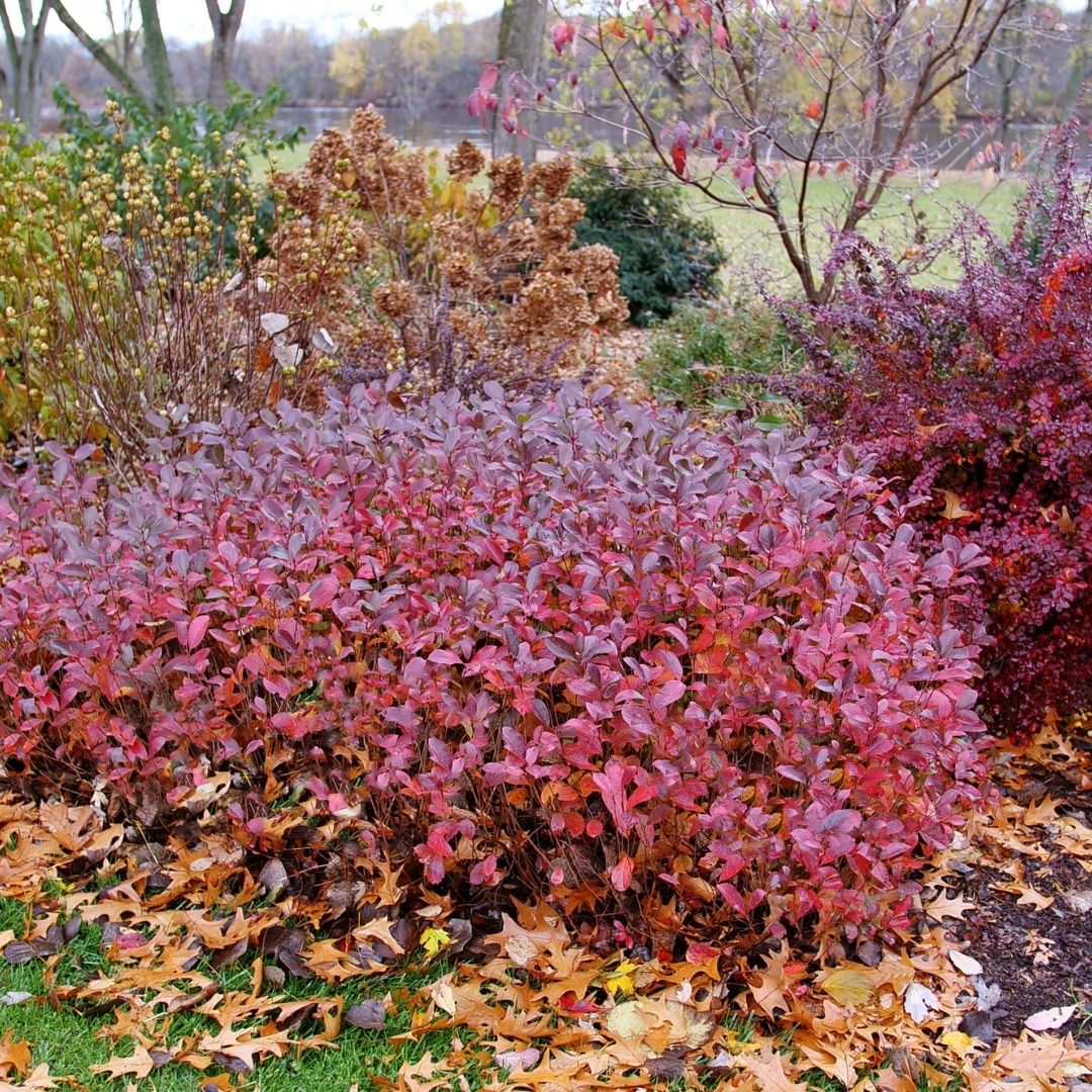 Aronia 'Low Scape Mound' (PW)