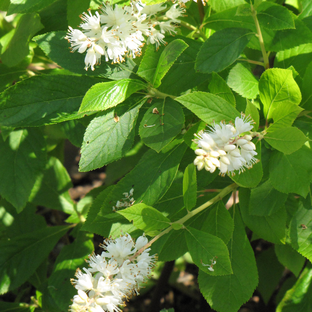 Clethra 'Hummingbird'