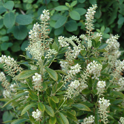 Clethra 'Hummingbird'