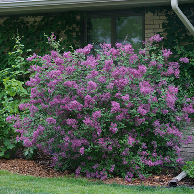 Syringa 'Bloomerang Dark Purple' (PW)