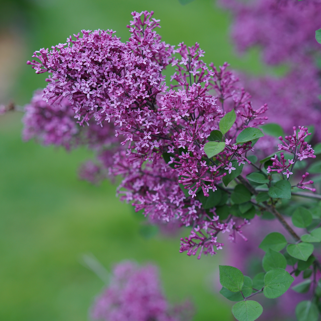 Syringa 'Bloomerang Dark Purple' (PW)