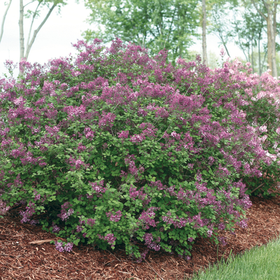 Syringa 'Bloomerang Dark Purple' (PW)