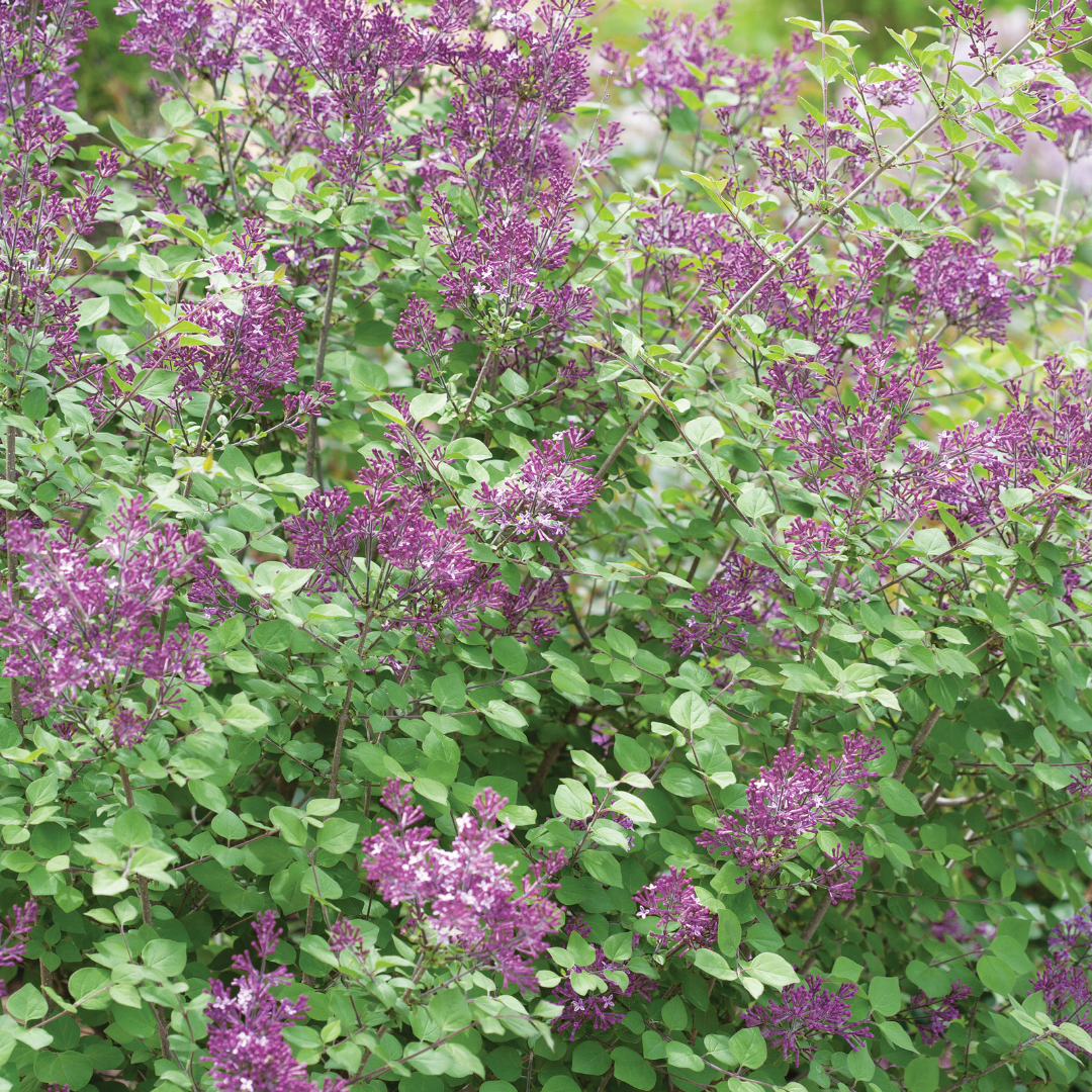 Syringa 'Bloomerang Dark Purple' (PW)