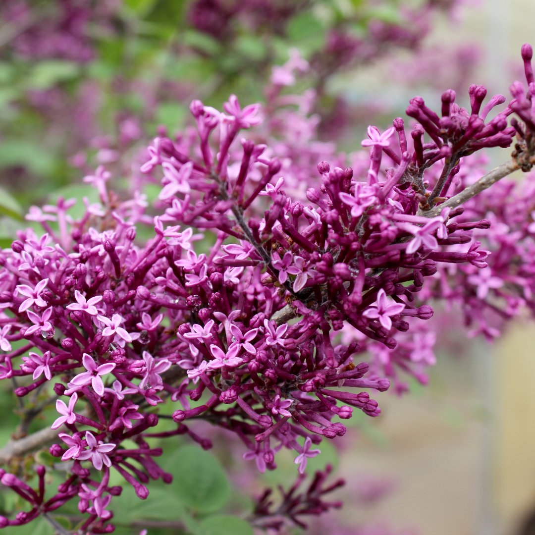 Syringa 'Bloomerang Dark Purple' (PW)