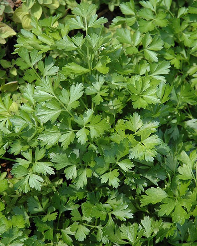 Taste of Italy™ - Parsley - Gigante d'Italia