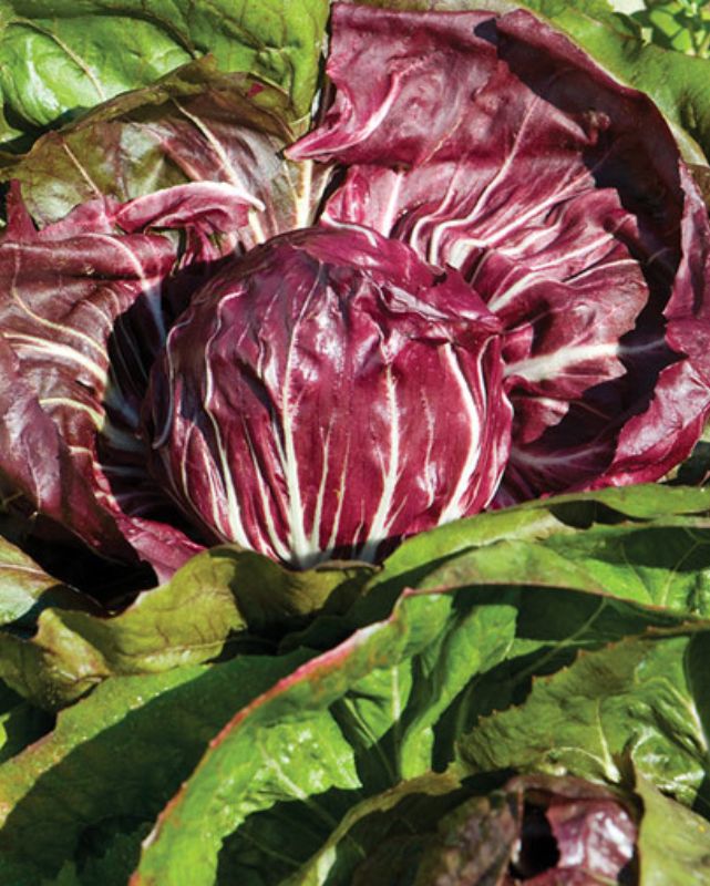 Taste of Italy™ - Radicchio