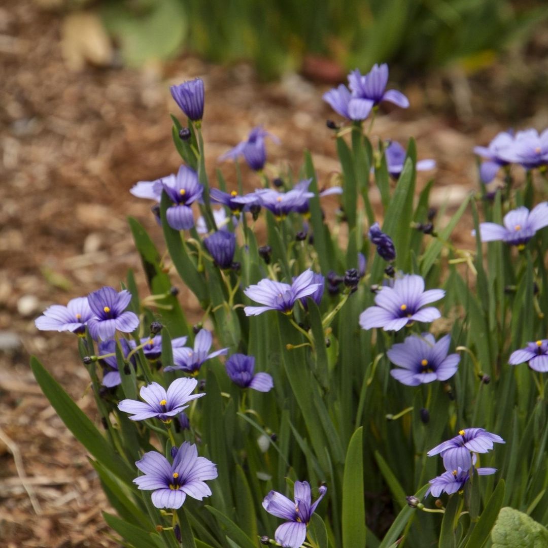 Sisyrinchium 'Lucerne'