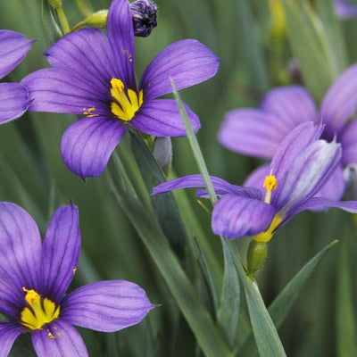 Sisyrinchium 'Lucerne'