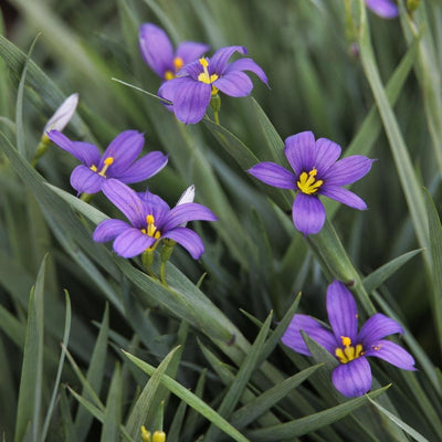 Sisyrinchium 'Lucerne'