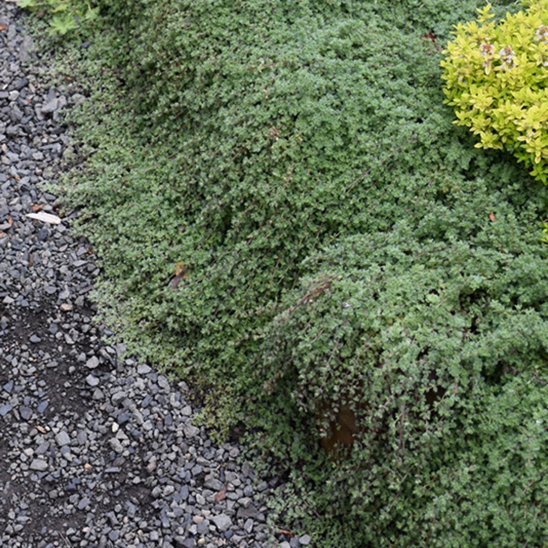 Thymus Wooly Mother (T. lanuginosus)