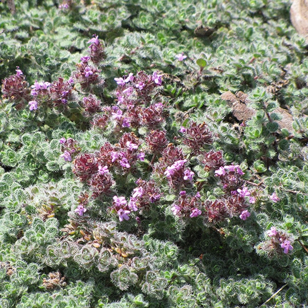 Thymus Wooly Mother (T. lanuginosus)