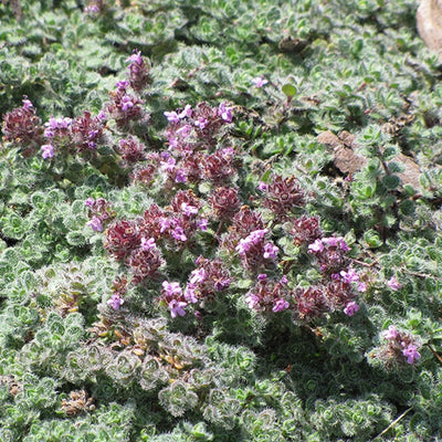 Thymus Wooly Mother (T. lanuginosus)