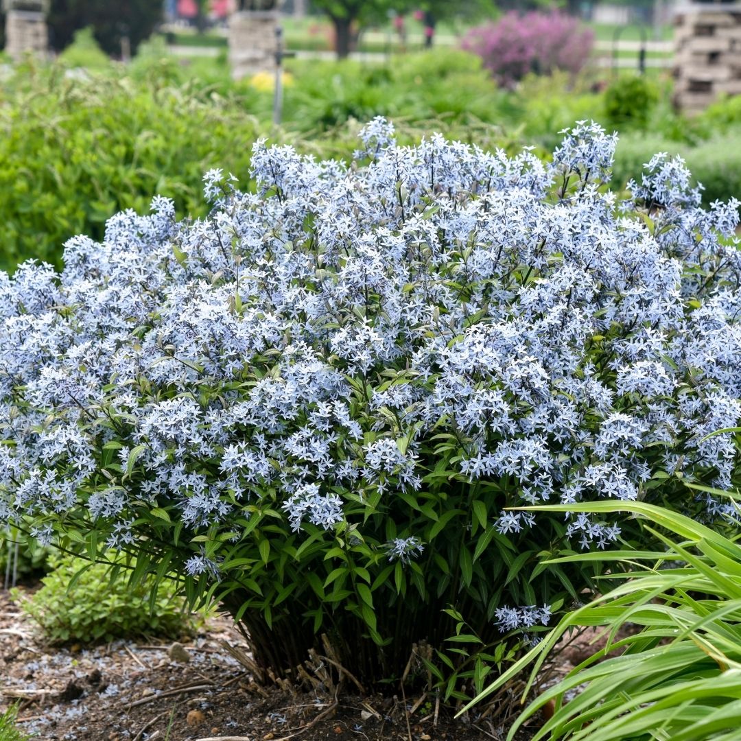 Amsonia 'Storm Cloud' (PW)