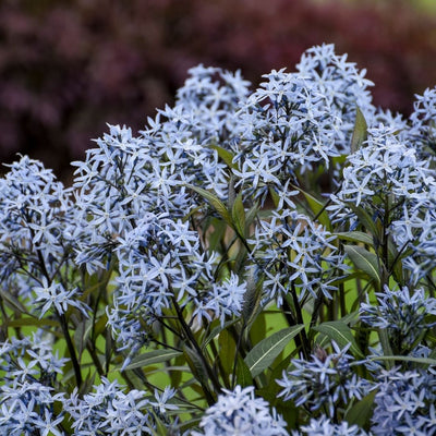 Amsonia 'Storm Cloud' (PW)