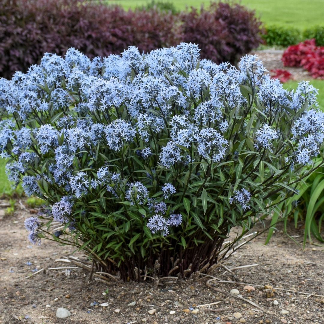 Amsonia 'Storm Cloud' (PW)