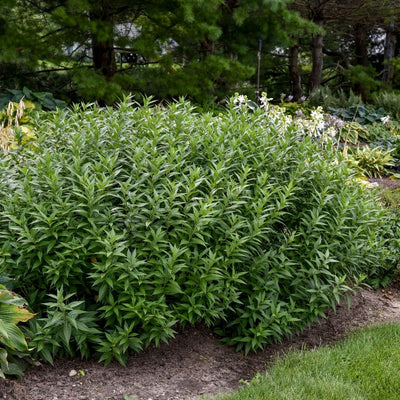 Amsonia 'Storm Cloud' (PW)