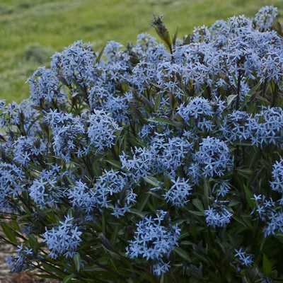 Amsonia 'Storm Cloud' (PW)