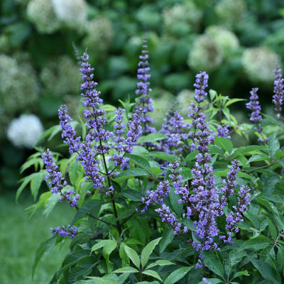 Vitex Blue Diddley® (PW)