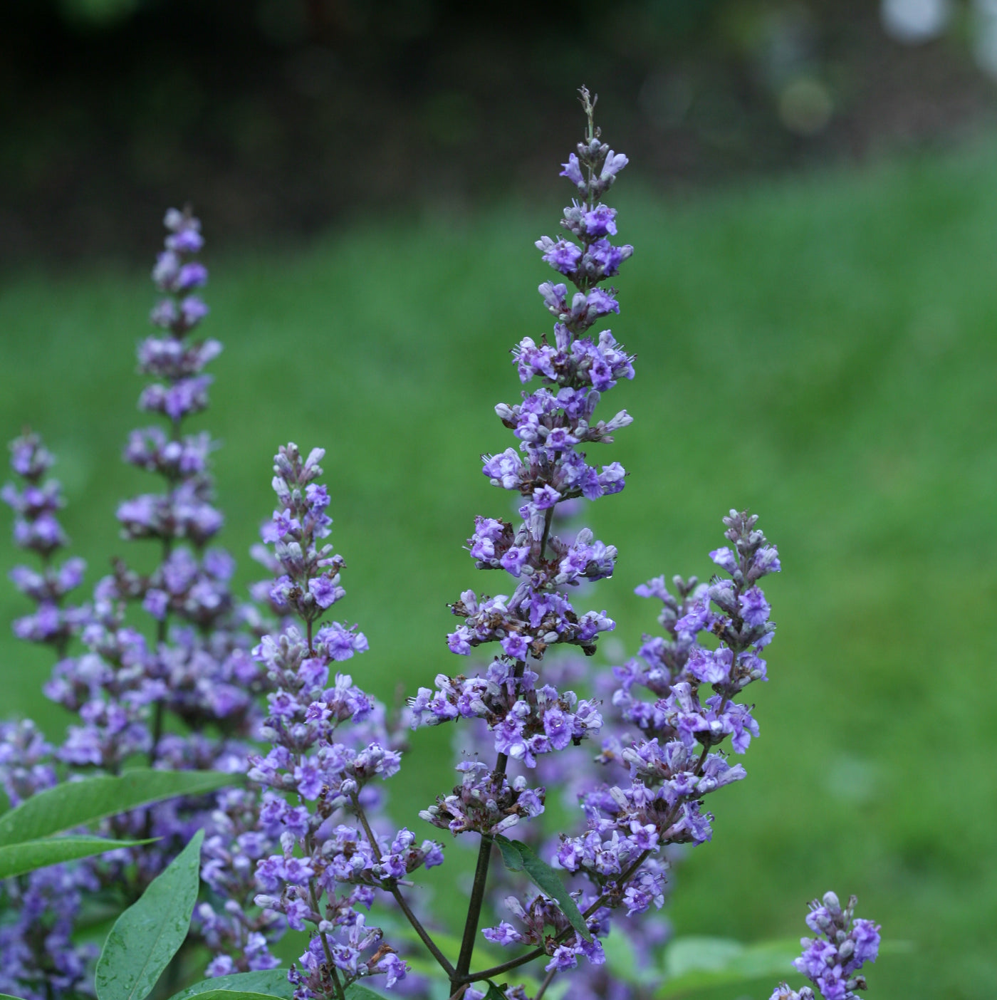 Vitex Blue Diddley® (PW)