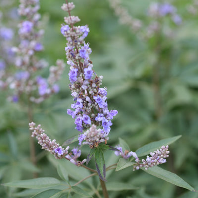 Vitex Blue Diddley® (PW)