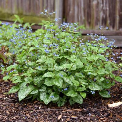 Brunnera 'Jack of Diamonds' (PW)