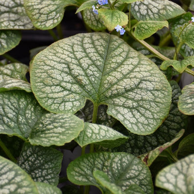 Brunnera 'Jack of Diamonds' (PW)