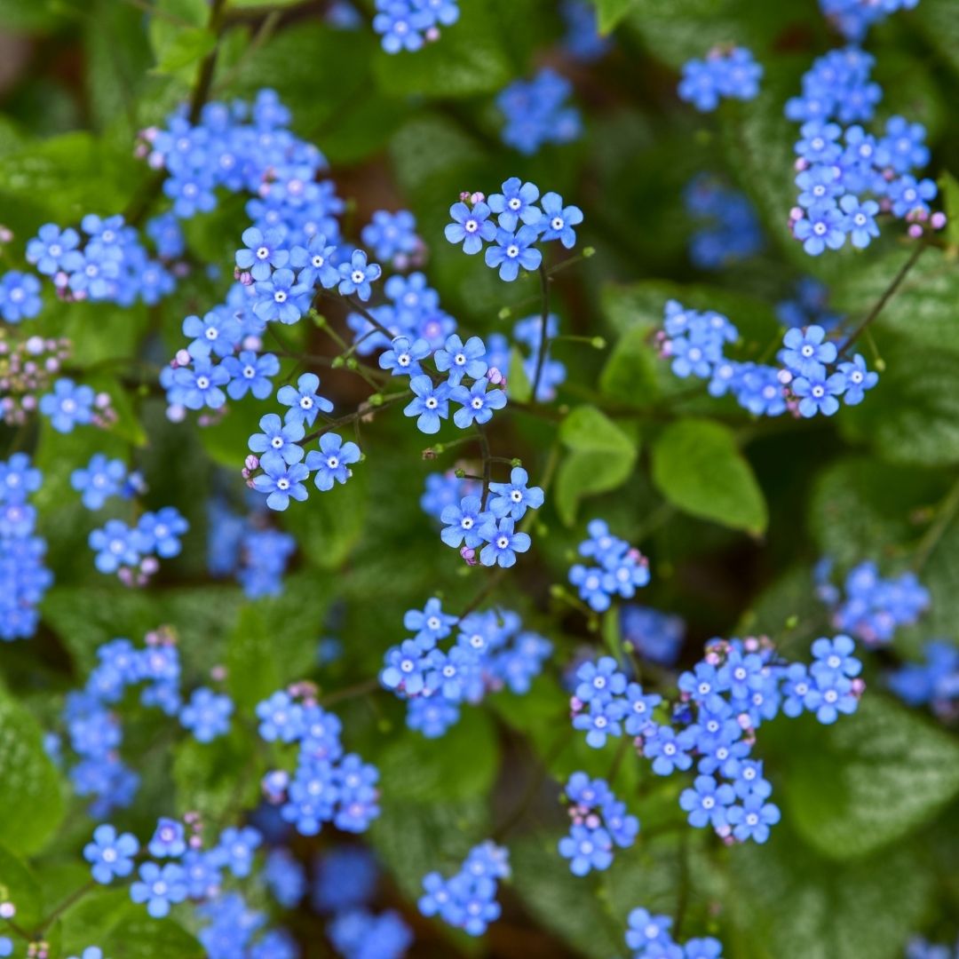 Brunnera 'Jack of Diamonds' (PW)