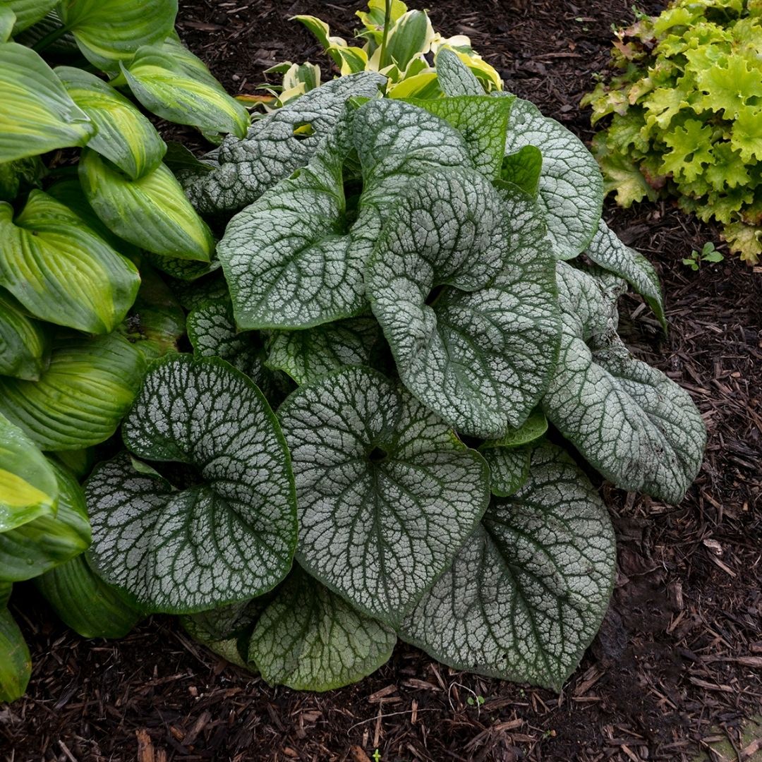 Brunnera 'Jack of Diamonds' (PW)