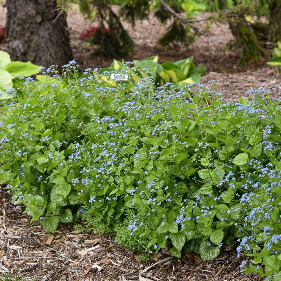 Brunnera 'Jack of Diamonds' (PW)