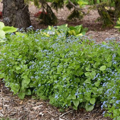 Brunnera 'Jack of Diamonds' (PW)