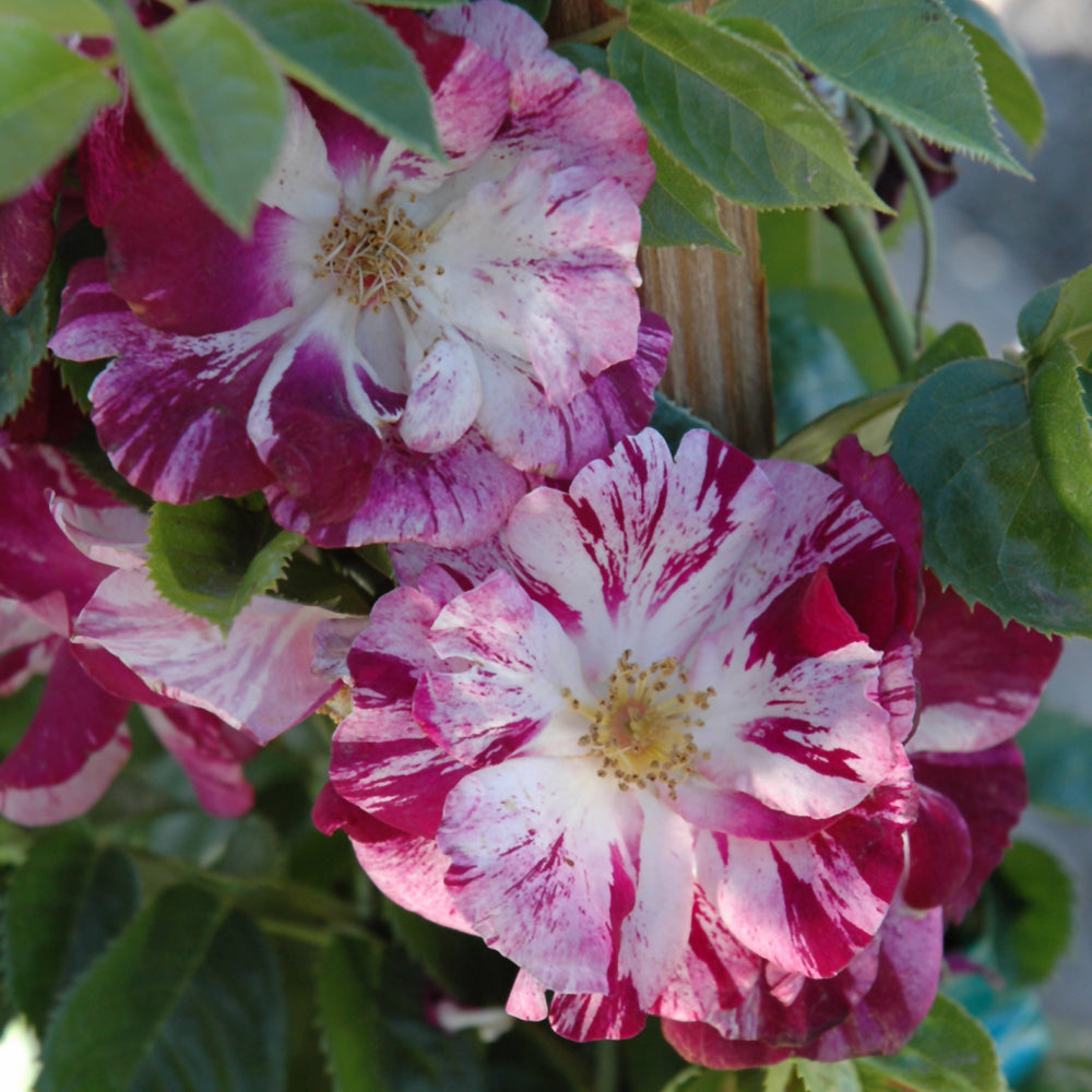 Rose climb. 'Purple Splash'