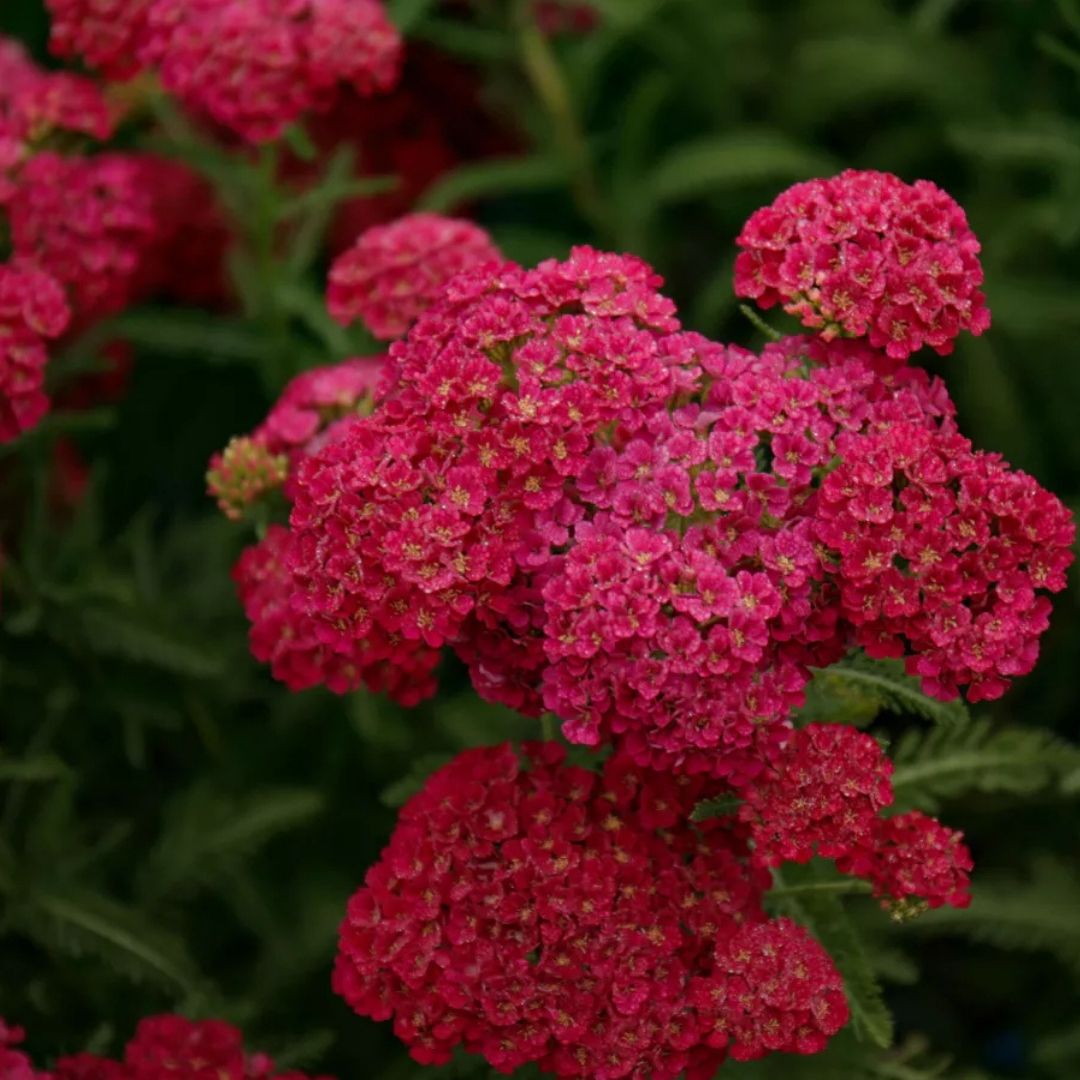 Achillea 'Pomegranate'