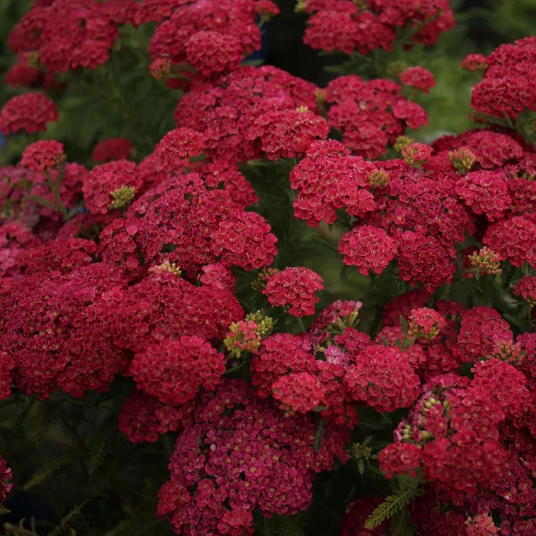 Achillea 'Pomegranate'