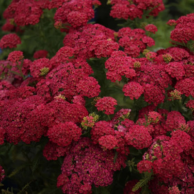 Achillea 'Pomegranate'