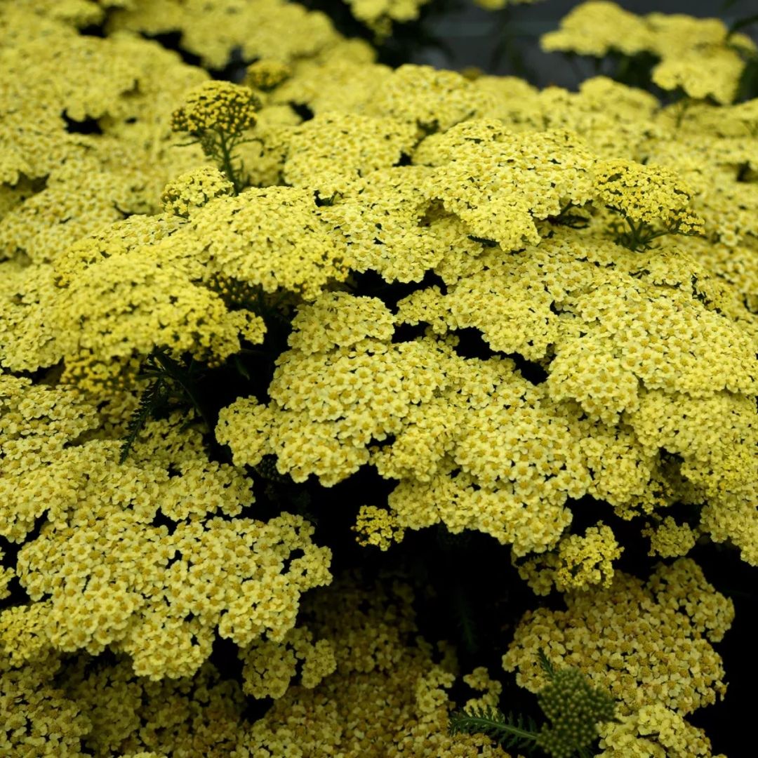 Achillea 'Sunny Seduction'