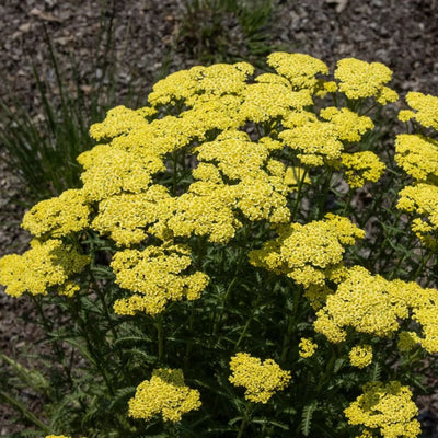 Achillea 'Sunny Seduction'