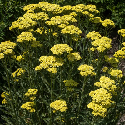 Achillea 'Sunny Seduction'