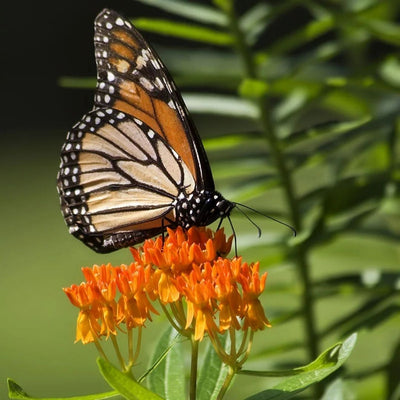 Asclepias tuberosa (Butterfly Weed) *TB*