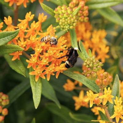 Asclepias tuberosa (Butterfly Weed) *TB*