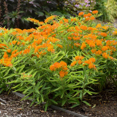 Asclepias tuberosa (Butterfly Weed) *TB*