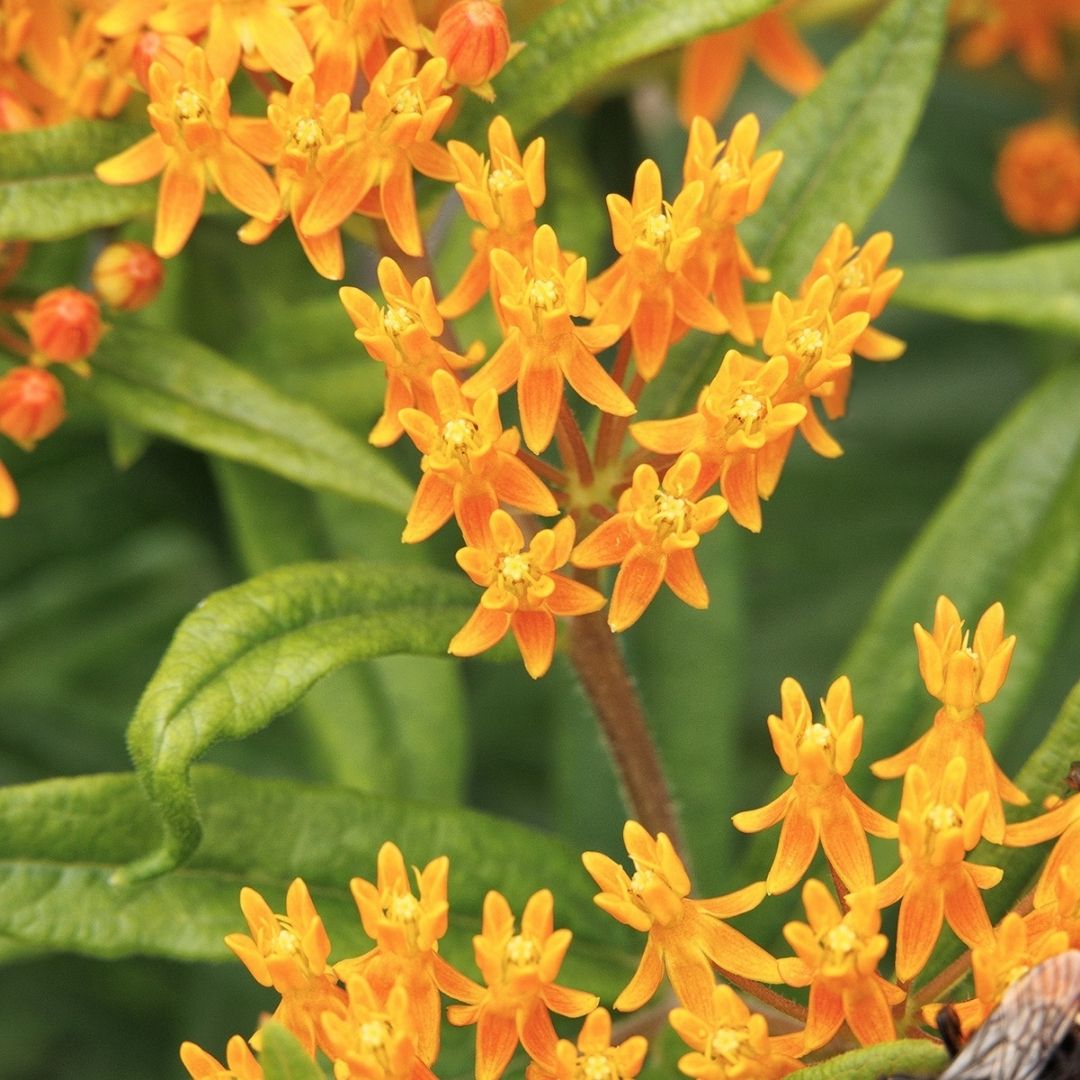 Asclepias tuberosa (Butterfly Weed) *TB*